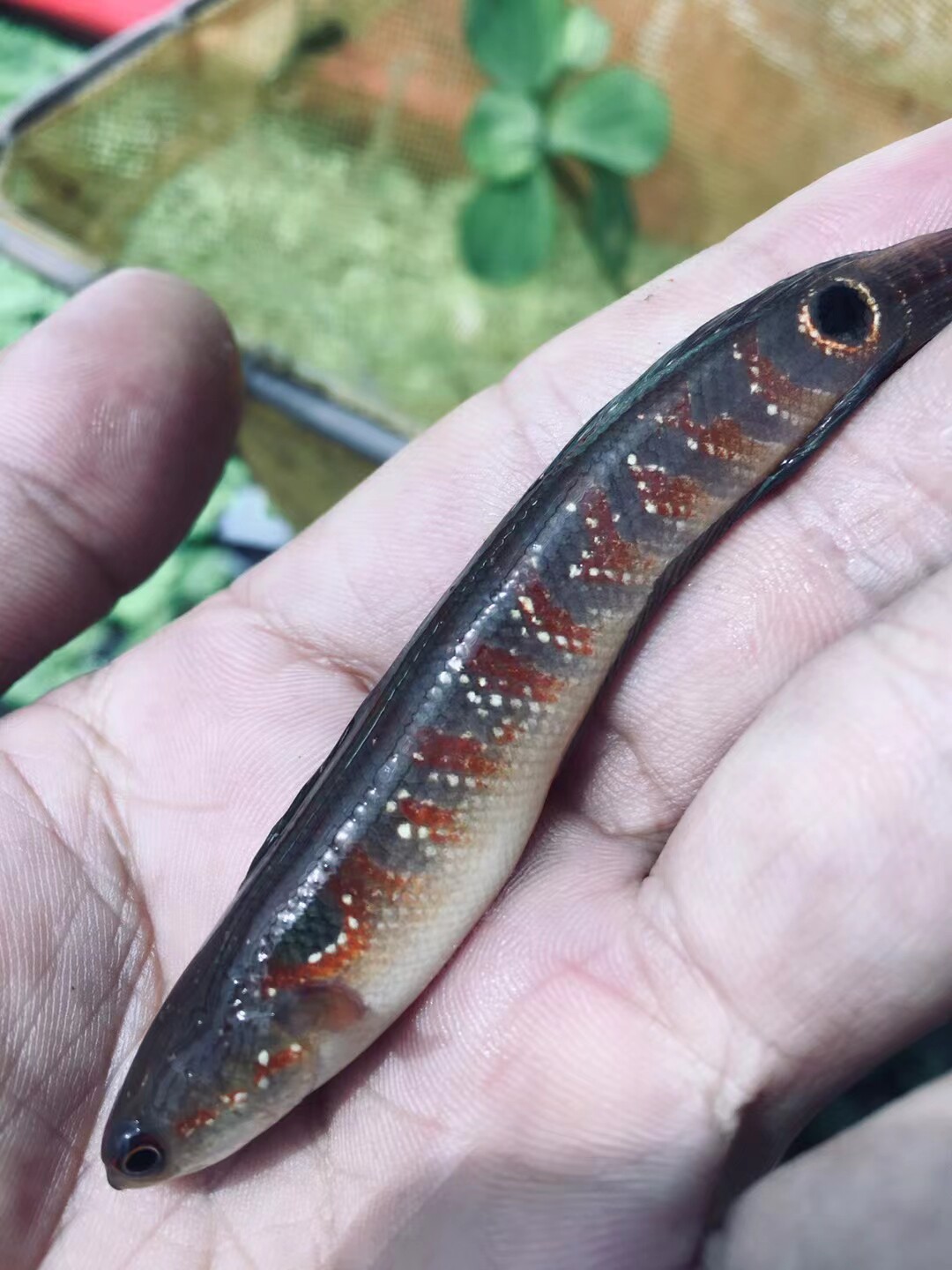 七星鱼苗鲜活淡水鱼山斑鱼月鳢食用黑鱼苗无需增氧易养大尺寸