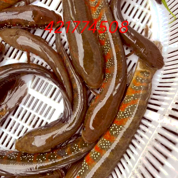 红腹锦鲤活鱼观赏鱼淡水冷水鱼苗好养耐活小型招财鱼小金鱼草金