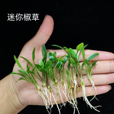 迷你椒草小水兰水草龙舌兰阴性水草根系发达易种植水族造景装饰