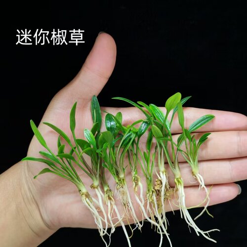 迷你椒草小水兰水草龙舌兰阴性水草根系发达易种植水族造景装饰