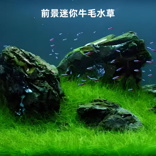 迷你牛毛爬地矮珍珠水草无菌杯鱼缸造景前景草阴性水草