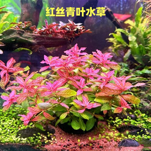 红丝青叶中后景红色水草淡水沉水型有茎类鱼缸造景装饰活体植物