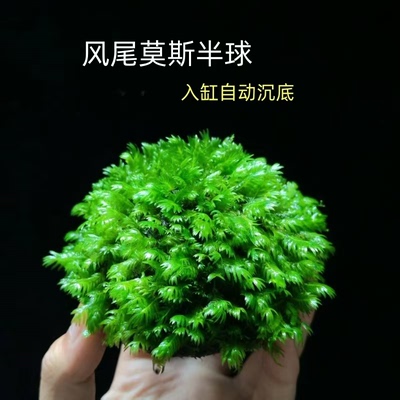 凤尾大三角莫丝半球鱼缸水族箱新手造景装饰阴性活体真水草