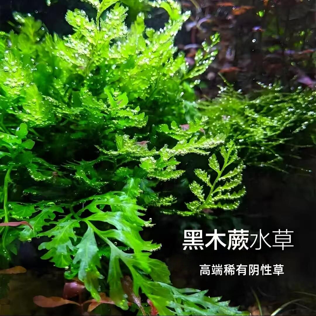 黑木蕨沉木石头水草缸草缸造景新手好养水培阴性水草