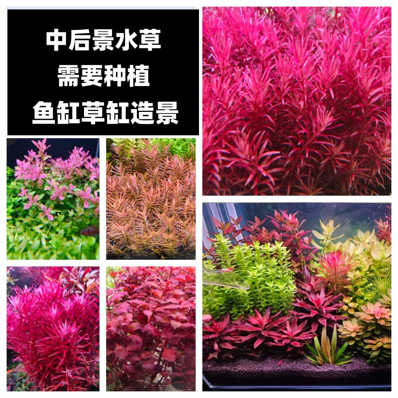 中后景新手水培水草活体红绿叶草缸造景易养活淡水植物鱼缸造景