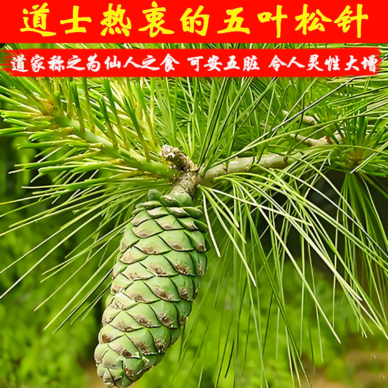 道家野生五叶松针茶泡水秦岭全松茶新鲜松针叶茶非500g茶可打松粉