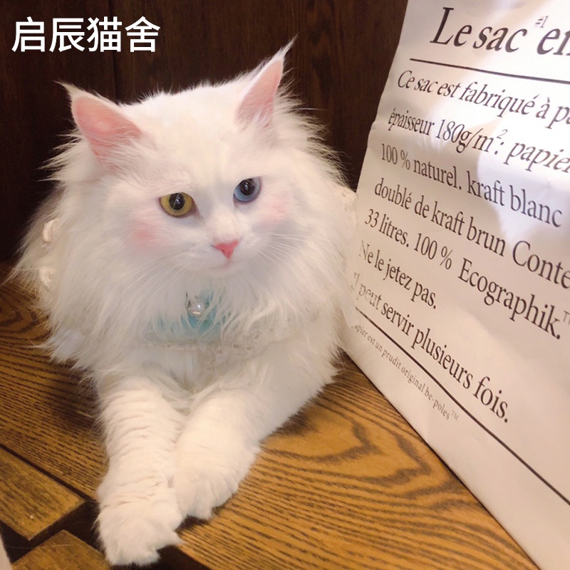 高档纯白山女蓝子猫幼猫仙东猫异a瞳狮子猫临清狮子猫双狮眼jins