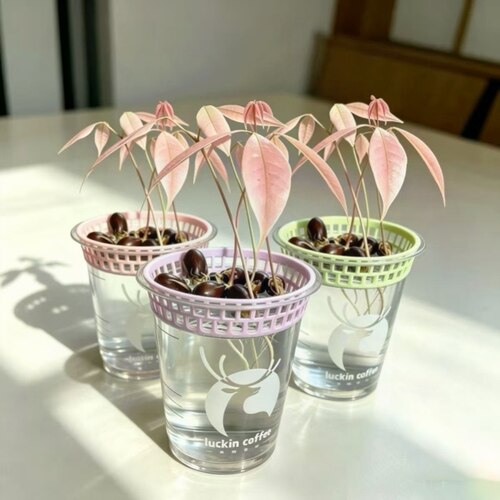 水培定植植物种植器皿适配瑞幸咖啡杯子的镂空荔枝水培支架花盆