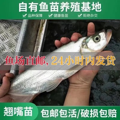 红眼赤眼鳟鱼苗红眼鱼龟粮活体饲料鱼鱼塘鱼淡水养殖小鱼苗活体