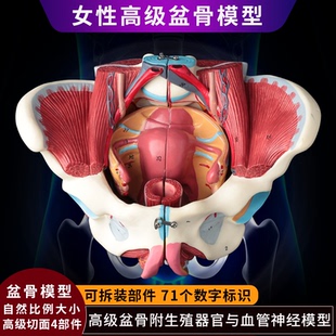 女性人体骨盆附生殖器官血管神经肌肉解剖分娩演示教学盆底肌模型