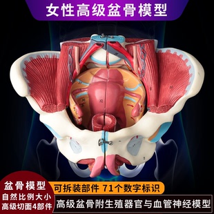 女性人体骨盆附生殖器官血管神经肌肉解剖分娩演示教学盆底肌模型