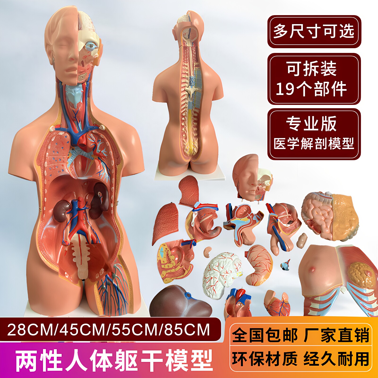 人体器官结构解剖模型全身内脏大脑心脏躯干模特教学医学儿童拼图