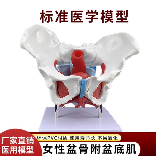 女性骨盆盆底肌肉模型人体分娩产后恢复解剖医学盆腔器官结构教具