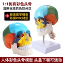仿真人体头骨模型头颅骨解剖数字标识美术素描可拆卸着色标本教具