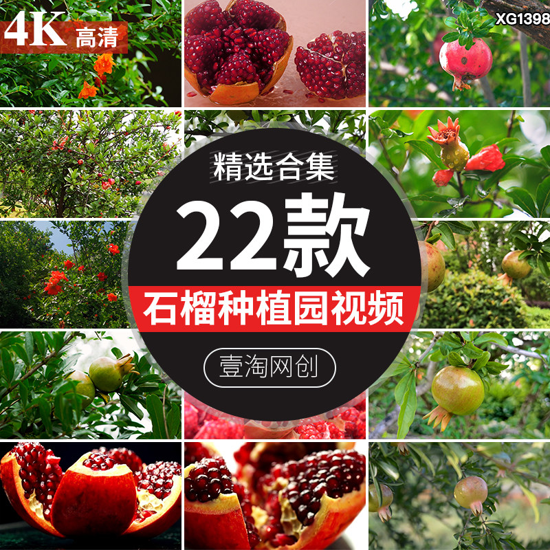 石榴种植园高清水果软籽成熟红石榴树上石榴花朵果实特写视频素材