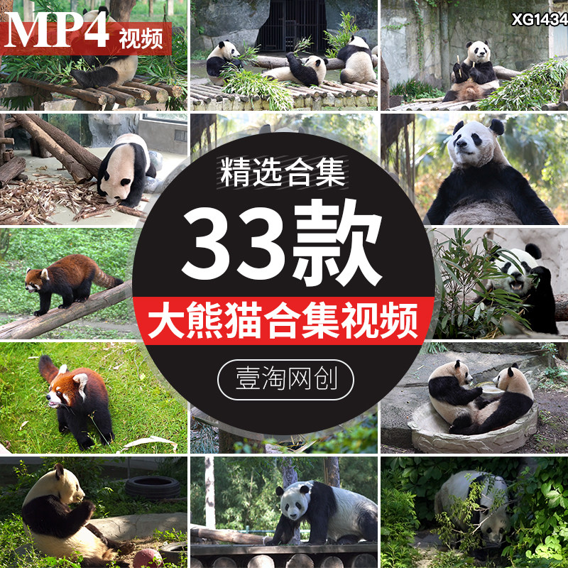 大熊猫吃竹叶竹子睡觉爬树玩耍悠闲国宝小浣熊保护动物园视频素材