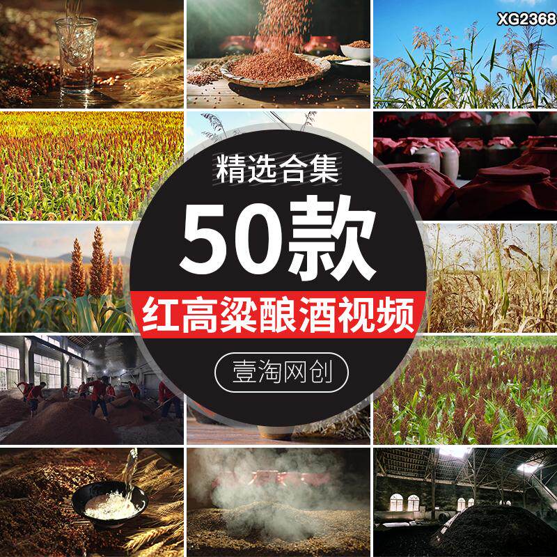 高粱地种植农作物红高粱成熟粮食酒窖发酵酿酒白酒高清短视频素材