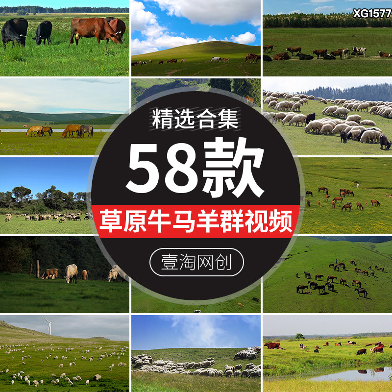 内蒙古大草原草地牛群马群羊群绵羊吃草牧场放牧航拍实拍视频素材