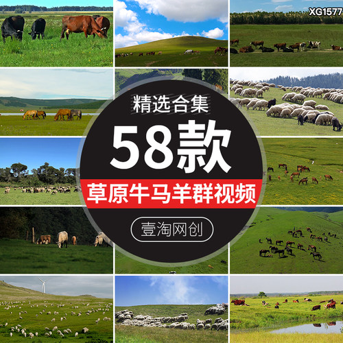 内蒙古大草原草地牛群马群羊群绵羊吃草牧场放牧航拍实拍视频素材