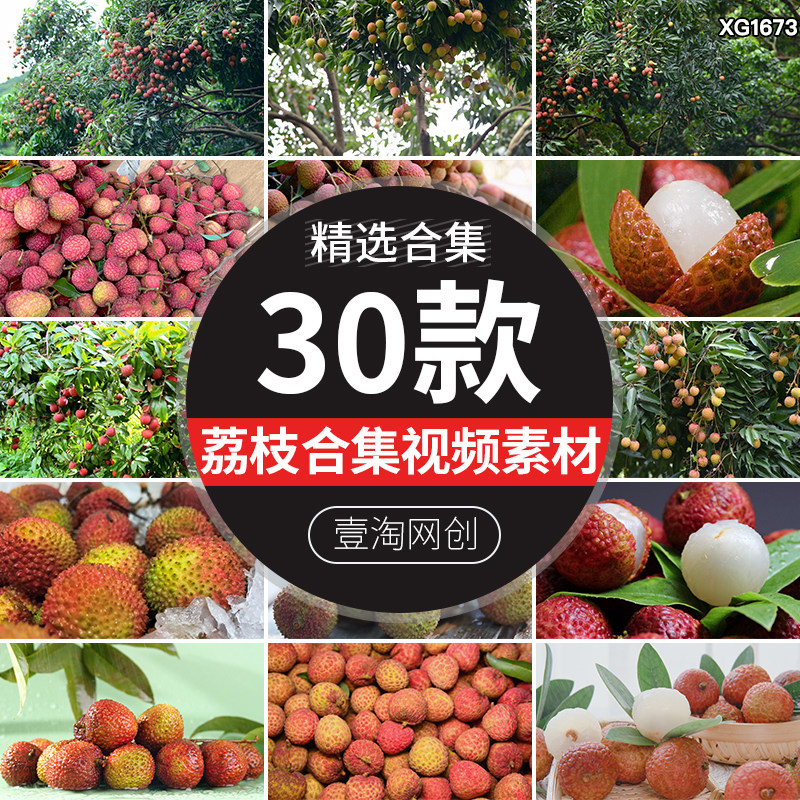荔枝树结满果实树上成熟荔枝园采摘果园夏季新鲜水果实拍视频素材