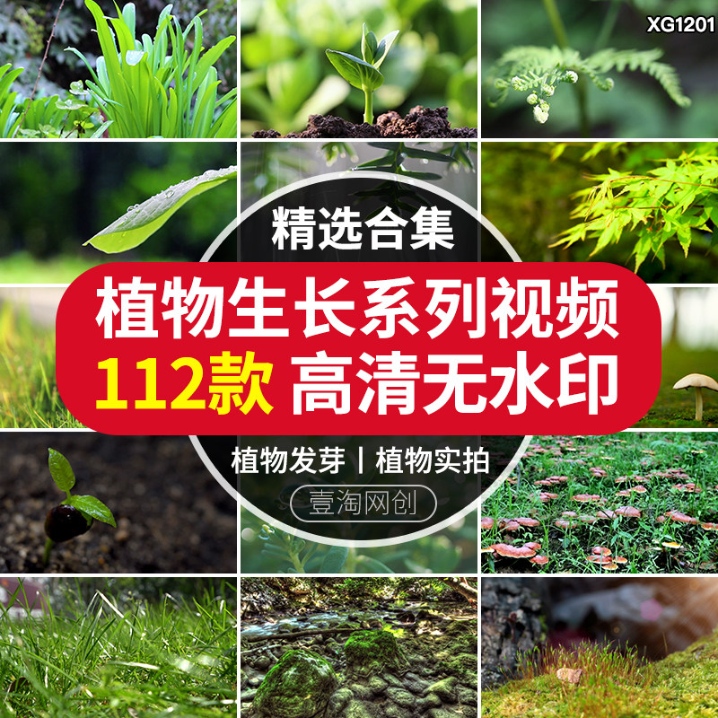 绿色植物实拍蒲公英开花空镜头雨露森林大自然发芽生成长视频素材
