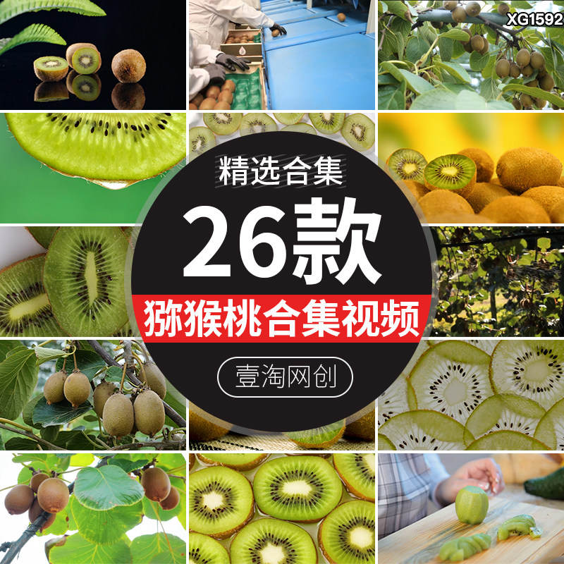 猕猴桃奇异果切开水果种植园农场树上结果丰收高清实拍短视频素材