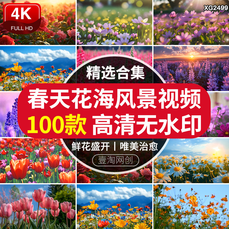 春天唯美格桑花朵花海春季雏菊盛开鲜花治愈系自然风景短视频素材