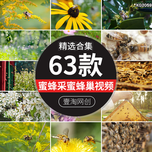 蜜蜂采蜜蜂巢养殖养蜂业春天花朵花粉采花蜜特写高清实拍视频素材