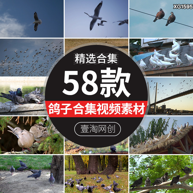 鸽子飞翔白鸽放飞梦想和平鸽信鸽喂养殖观赏鸽子剪辑实拍视频素材