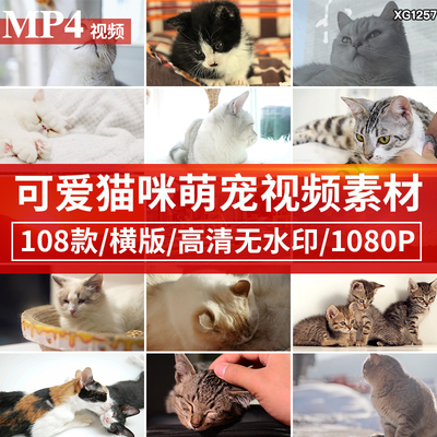 可爱花猫猫咪萌宠物喵喵幼猫小奶猫抖音快手自媒体短视频剪辑素材