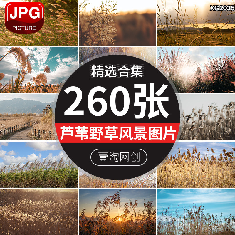 唯美芦苇丛芦苇荡河边芦苇花湿地草丛秋天自然风景植物图片照素材
