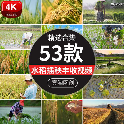 农民农忙水稻插秧种植成熟丰收稻谷稻穗特写稻田劳作播种视频素材