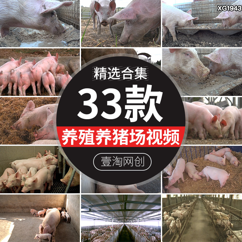 养猪场猪圈养殖业小猪仔饲养生猪肉猪畜牧业实拍高清剪辑视频素材