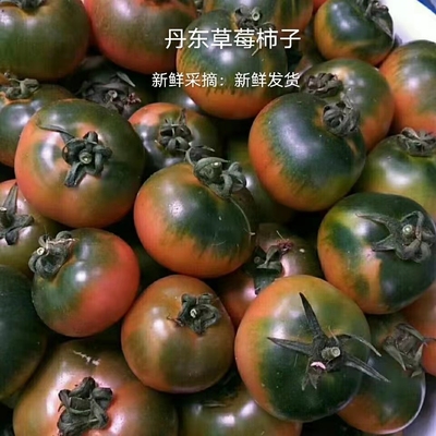 草莓柿子铁皮番茄碱地西红柿热卖