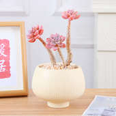 紫乐老桩多肉盆栽桌摆易养绿植新手阳台好打理萌肉美观趣味盆景