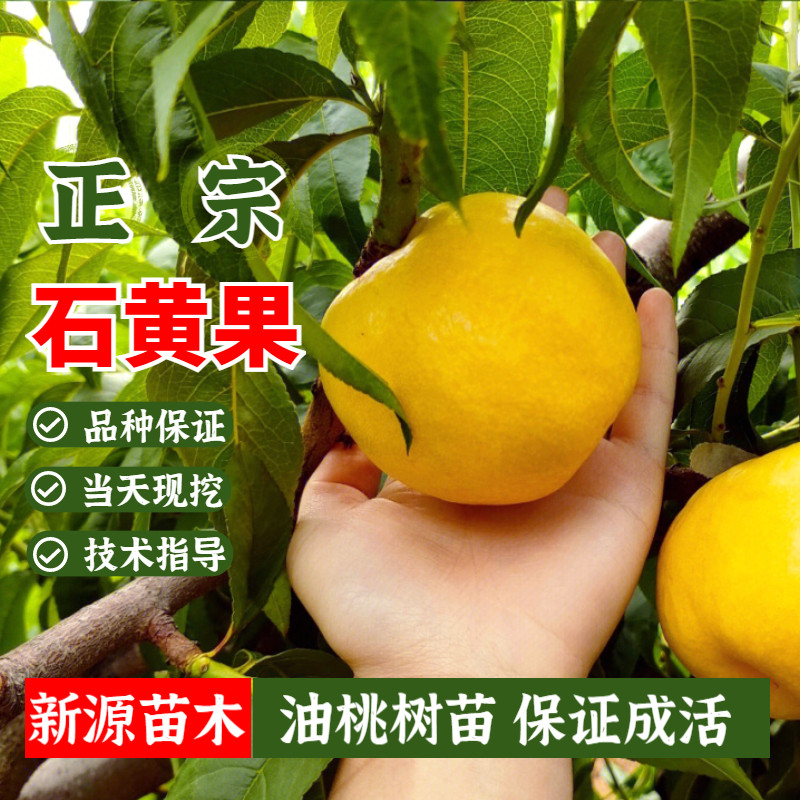特大黄金油桃树苗晚熟冬桃苗石黄果黄肉油桃苗嫁接果树苗当年结果