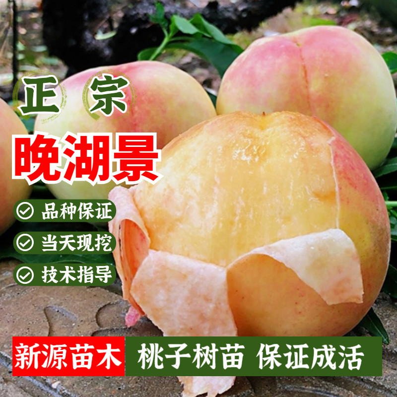 正宗阳山水蜜桃树苗嫁接晚熟晚湖景桃苗盆栽南方北方种植当年结果