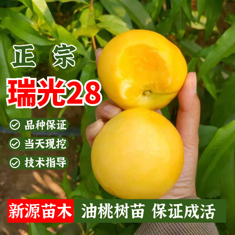 黄油桃苗嫁接桃树苗瑞光28号油桃苗黄金桃树南方北方种植当年结果