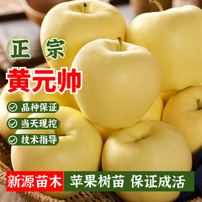 苹果树苗黄元帅9-10月成熟