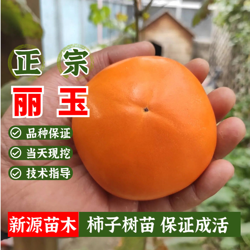 新品种日本丽玉脆甜柿子树果苗特大抗寒南方北方种植地栽当年结果
