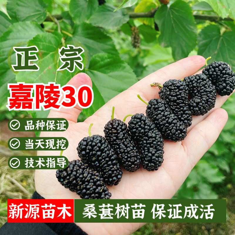 嘉陵30桑葚树苗桑果苗嫁接地盆栽南北方大叶桑树苗当年结果桑葚苗