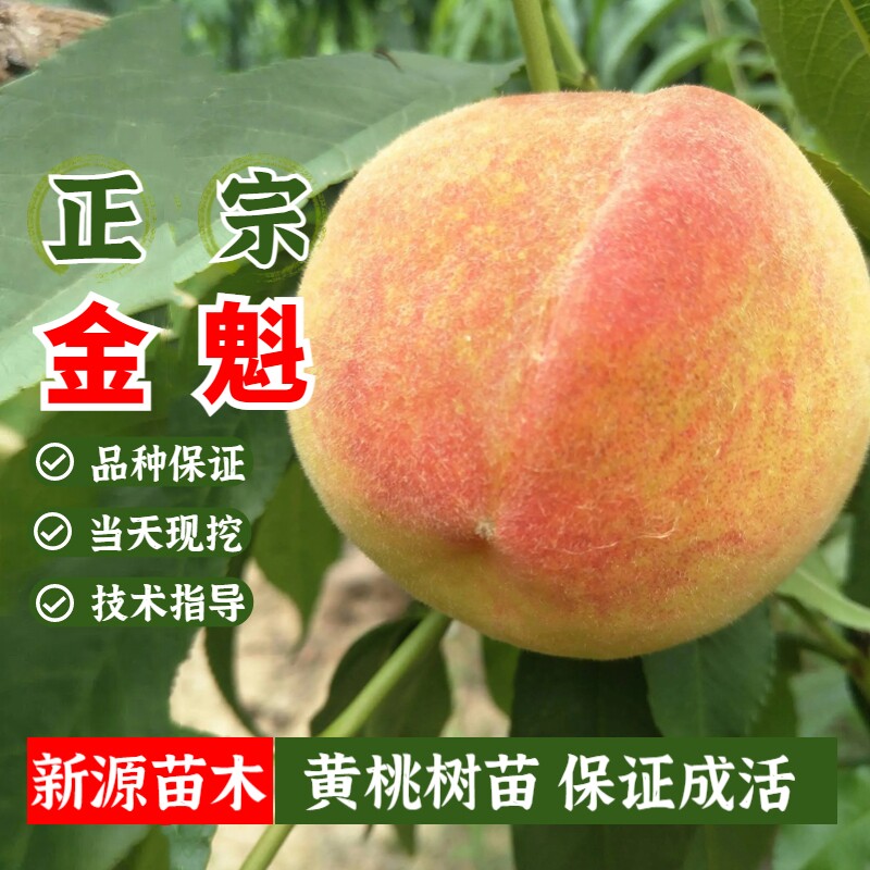 特大早熟黄桃树苗中桃金魁桃树苗嫁接特大离核脆甜南北方地栽盆栽