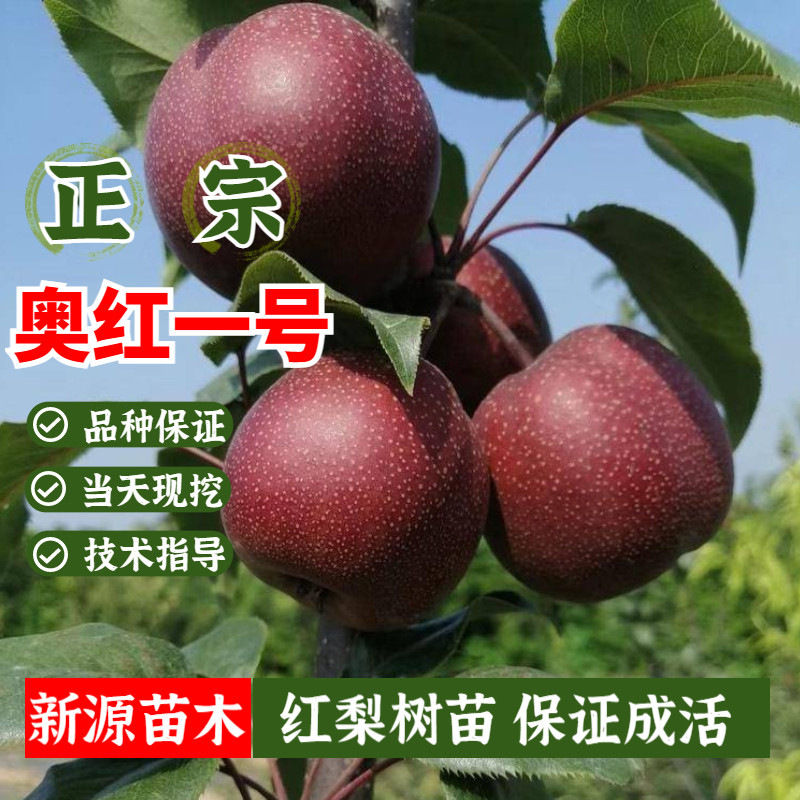 全红梨树苗嫁接奥红一号梨苗树地栽南方北方种植盆栽果苗当年结果