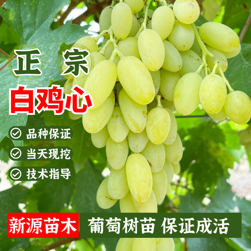 新疆白鸡心葡萄树苗果树苗盆栽地栽爬藤葡萄树苖南方北方当年结果