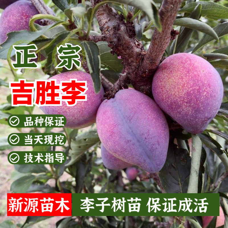 吉胜李子树苗嫁接东北干碗桃形李子脱骨鸡心李子苗地栽当年结果苗