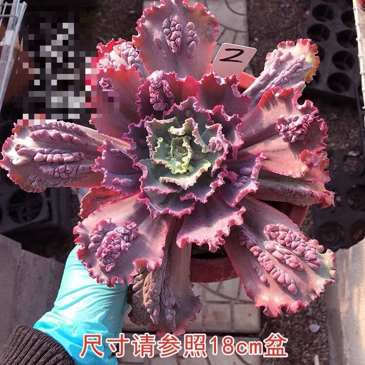 瘤子包菜嘉年华多肉植物稀贵货大棚直销包菜嘉年华新手组合套餐