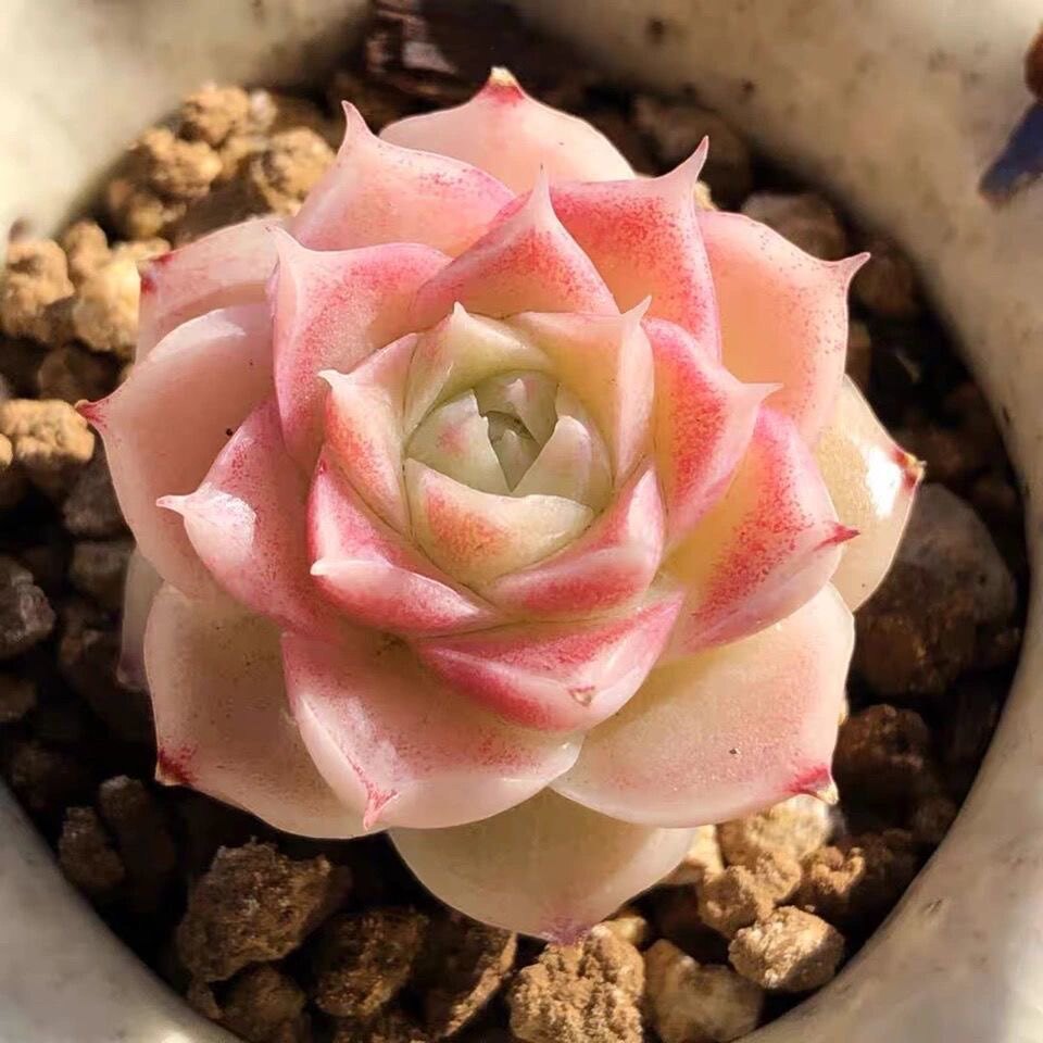 海螺姑娘多肉植物月影系杂交新品稀有品种花卉盆栽带血斑贵货多肉