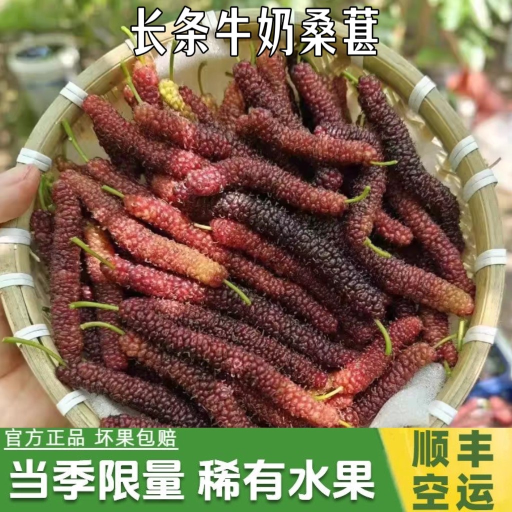 四川凉山现摘新鲜长条桑葚鲜果牛奶桑椹花香桑葚当季即食泡酒酵素