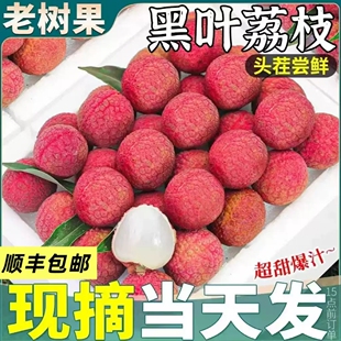 福建黑叶荔枝新鲜现摘现发10老树妃子桂笑味水果当季整箱包邮甜斤