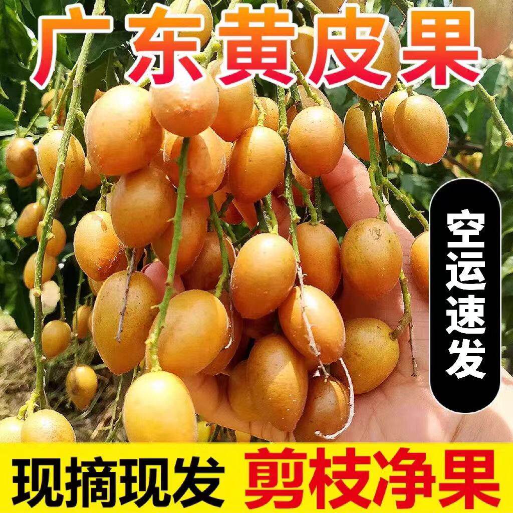 顺丰新鲜鸡心黄皮果5斤 黄皮果当季酸甜孕妇水果广东现摘现发整箱